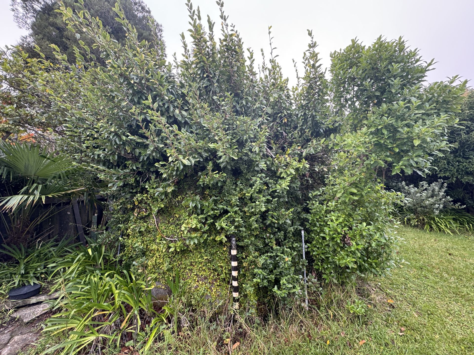 Overgrown shrub before pruning — Waiheke garden