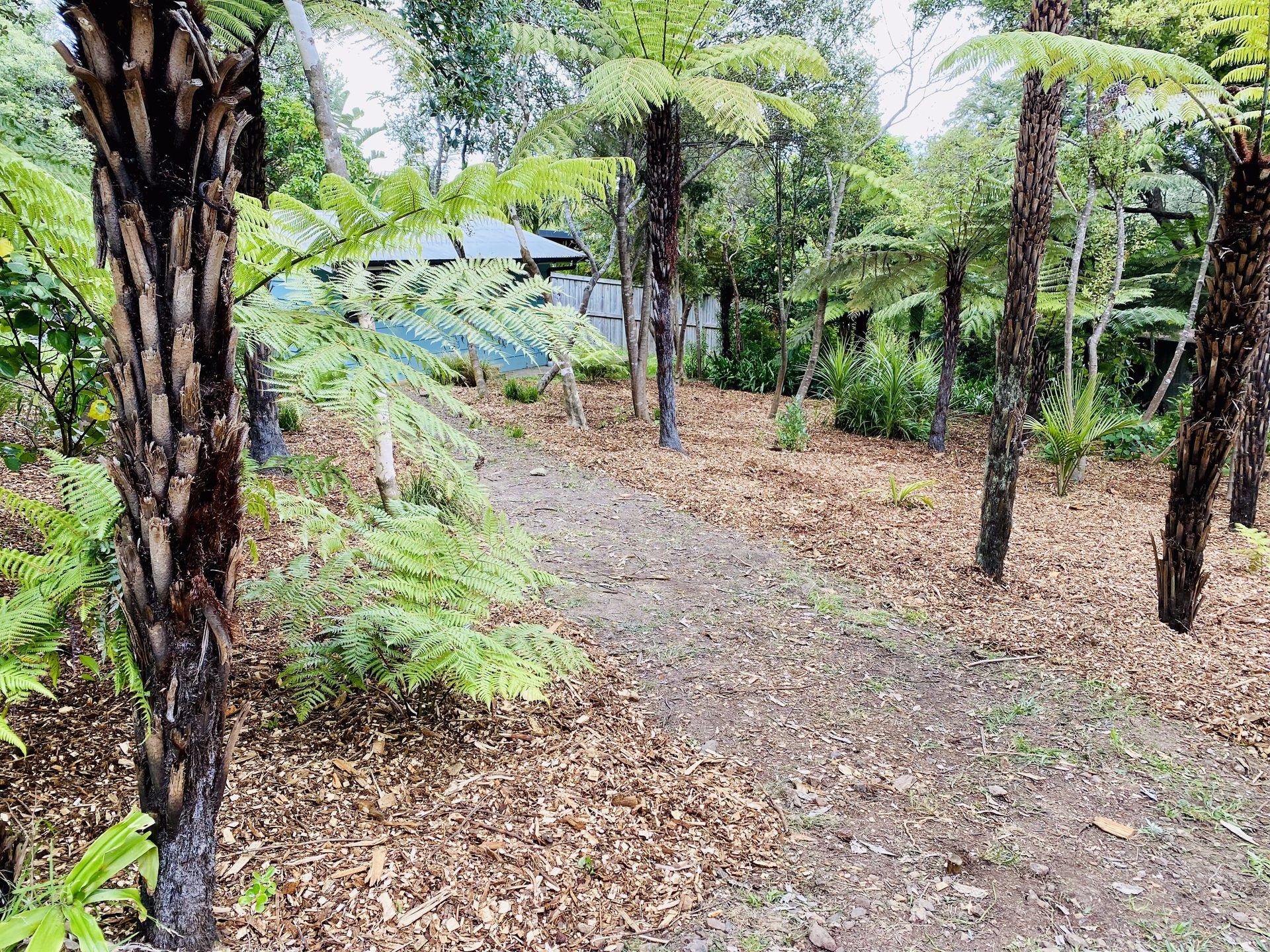 Garden restored after professional cleanup on Waiheke