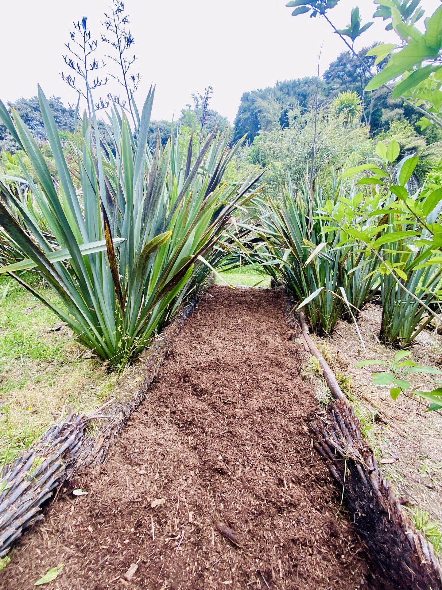 Garden after professional cleanup on Waiheke Island
