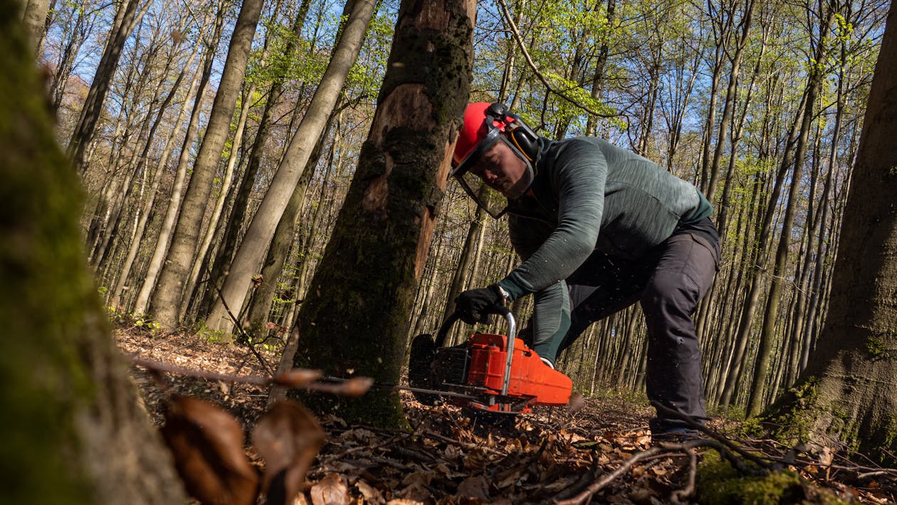Tree pruning and chainsaw work for Waiheke Island properties