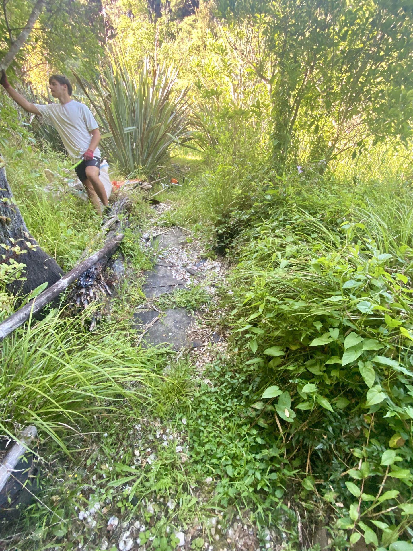 Overgrown garden restoration on Waiheke Island