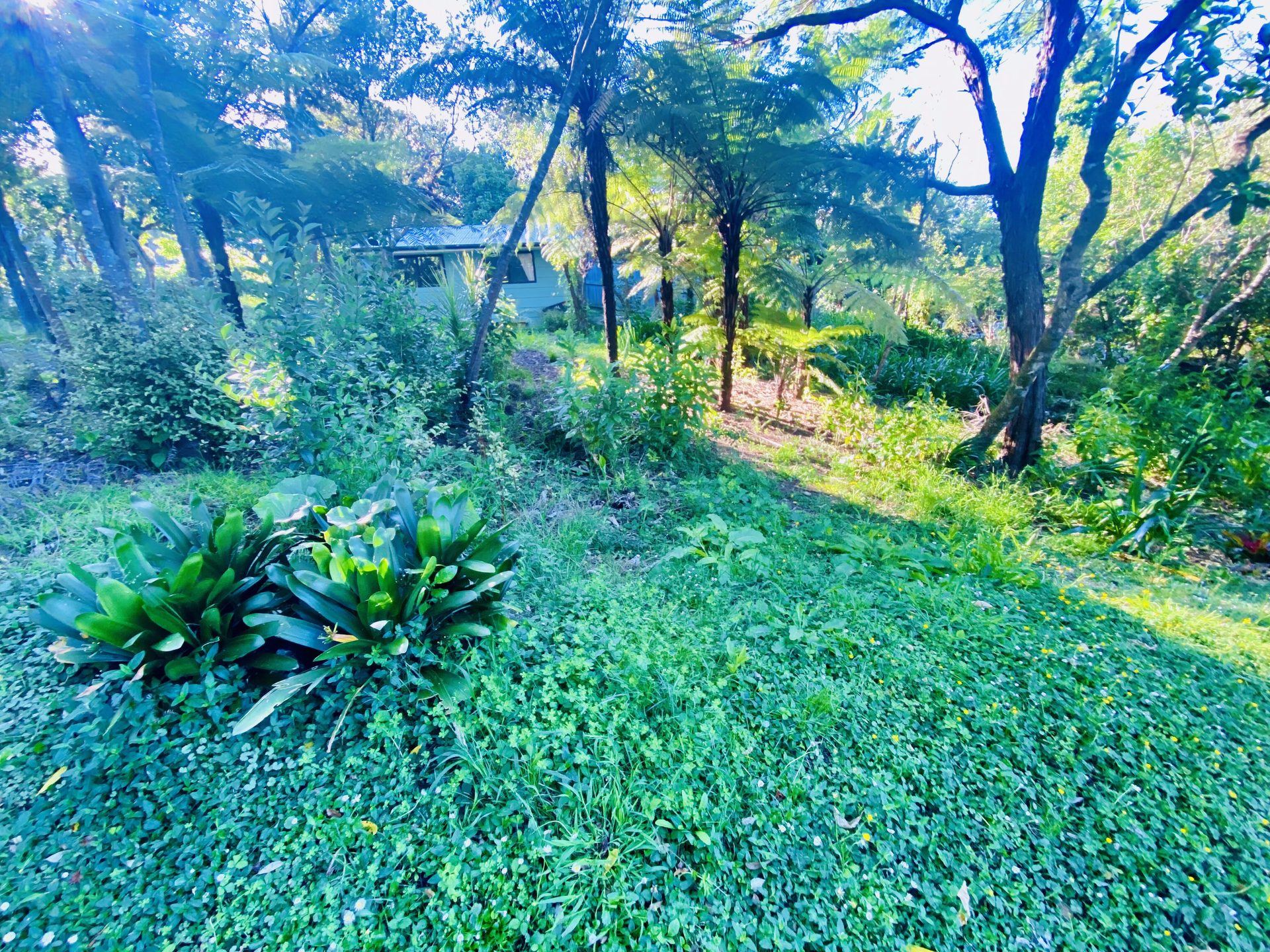 Overgrown garden before restoration on Waiheke Island