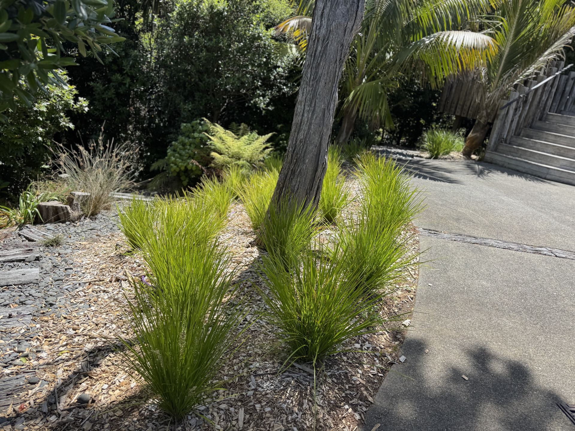 Garden with new pathway after planting on Waiheke Island