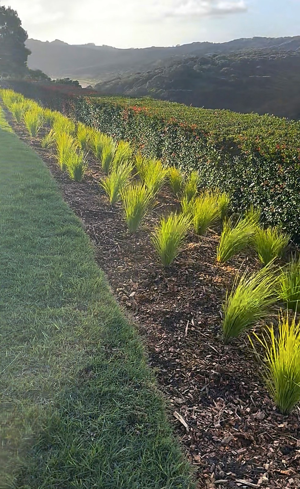 Garden design and planting service on Waiheke Island