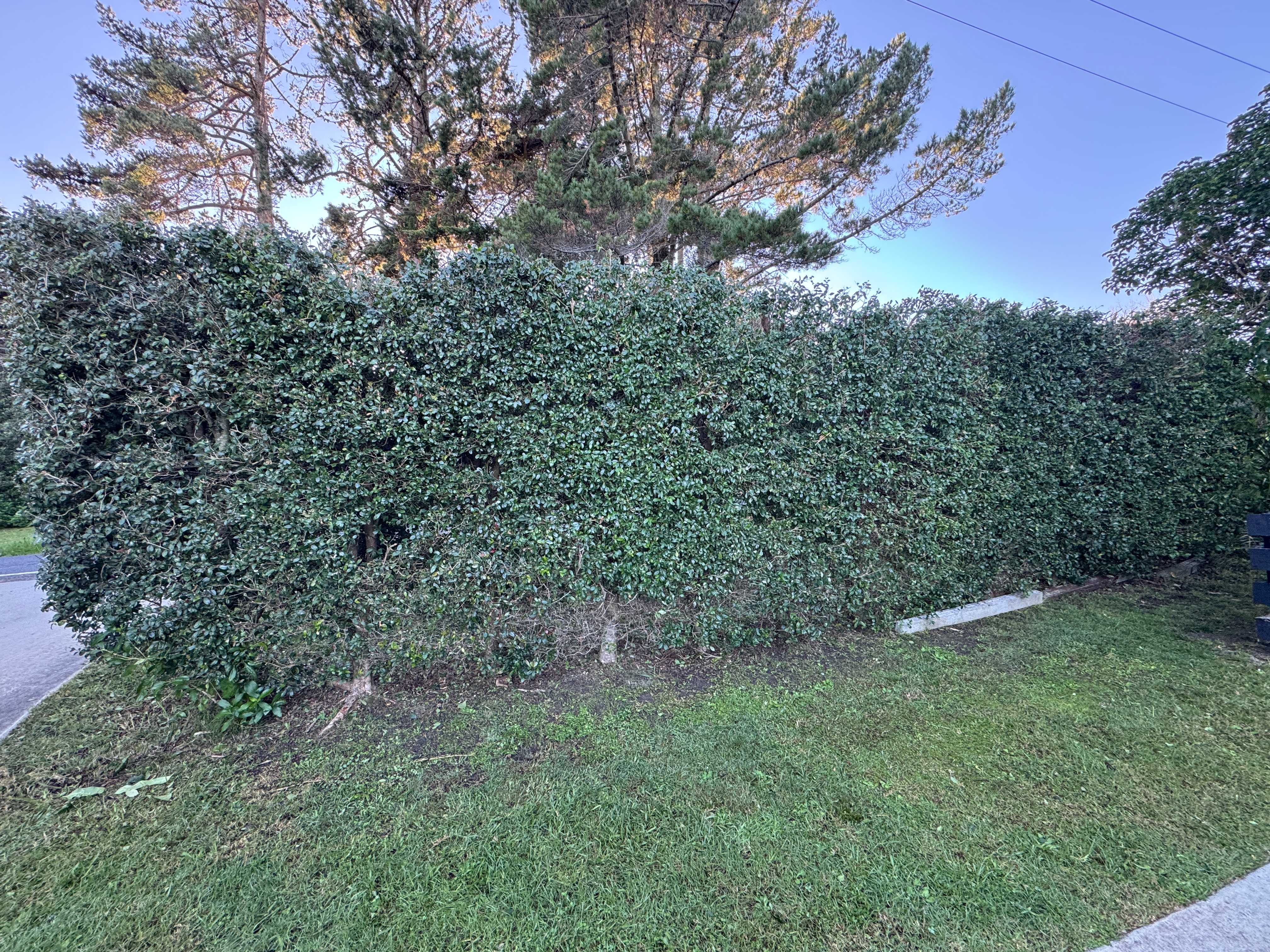 Freshly trimmed griselinia hedge along driveway on Waiheke Island, after shaping and cleanup by Life Gardening