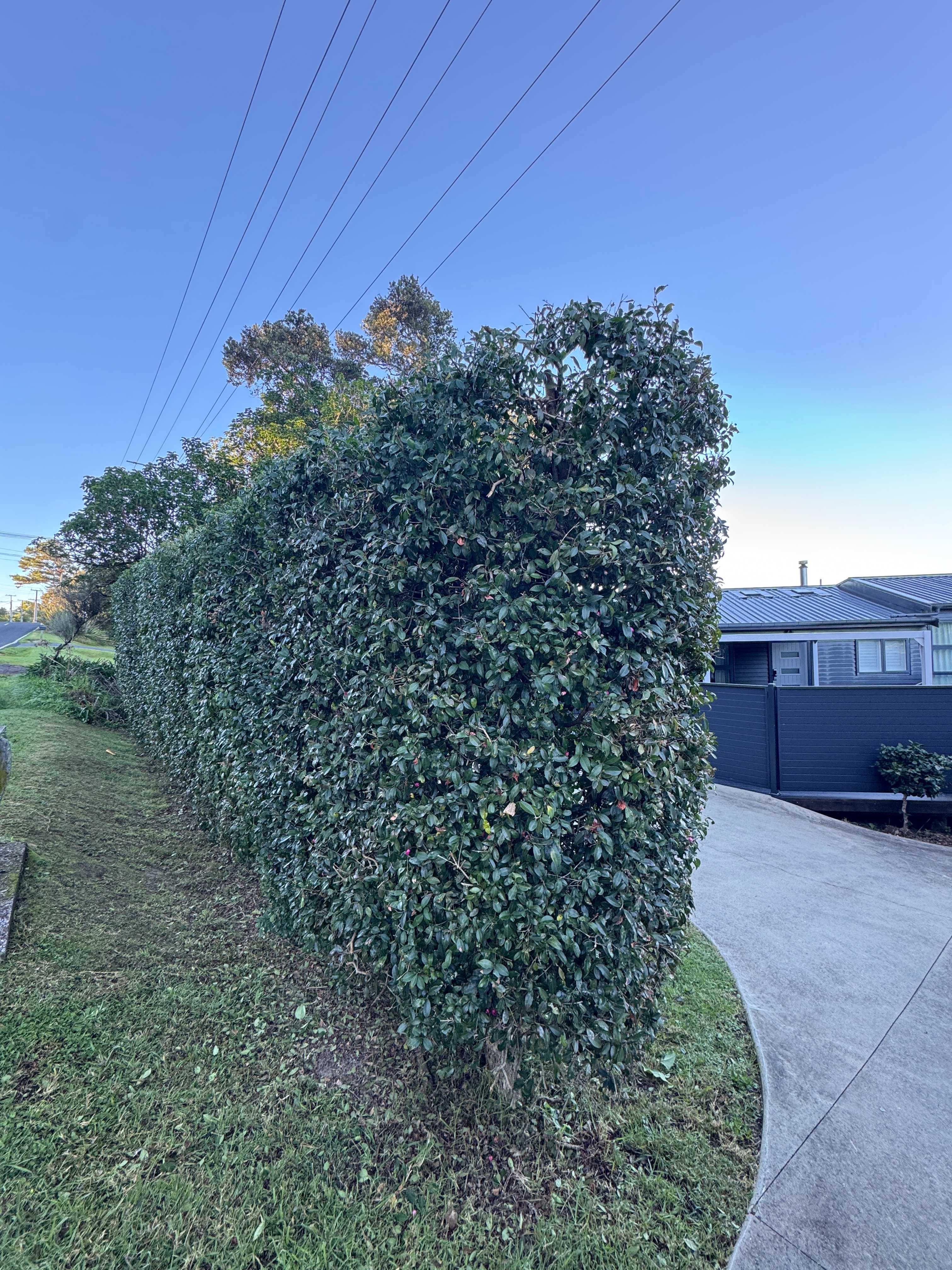 Tall hedge trimmed to clean vertical sides next to a driveway on Waiheke Island, completed by Life Gardening