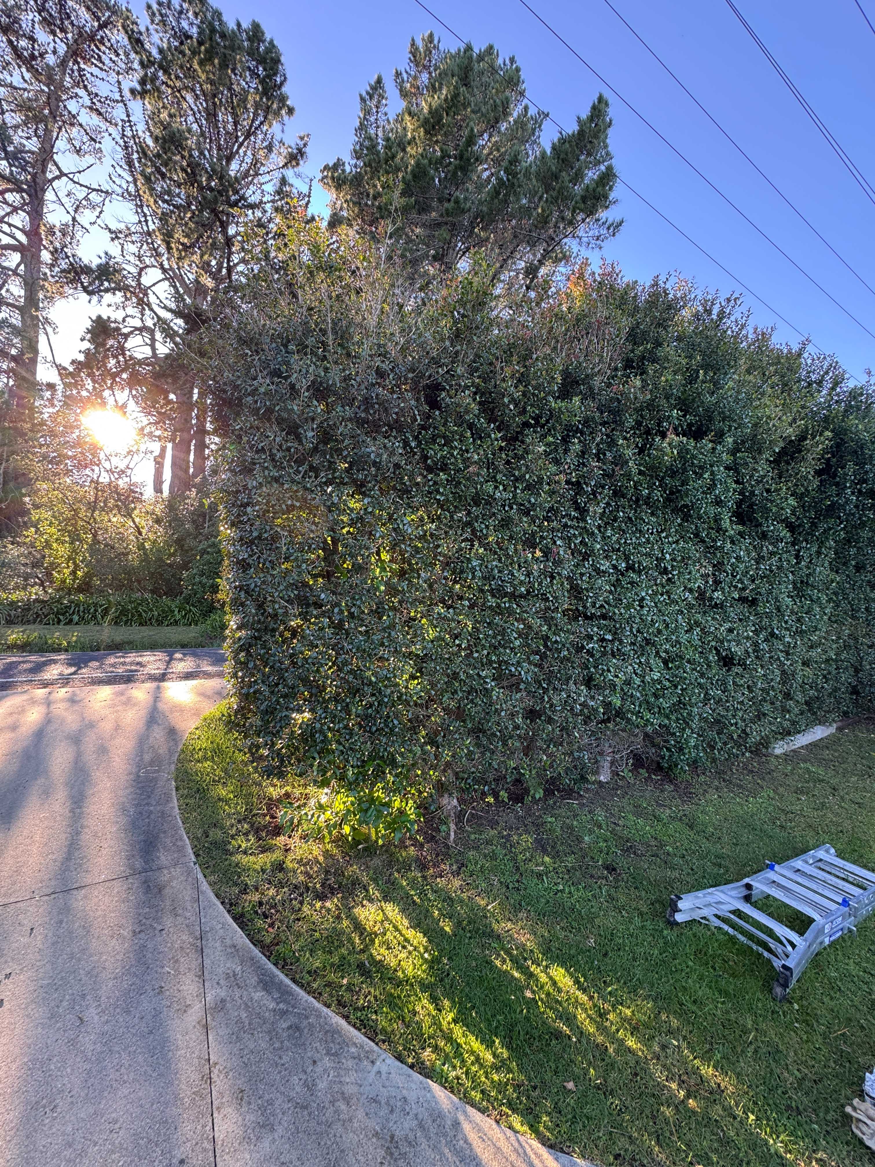 Hedge reshaped at corner of a Waiheke Island property with grass cleared and clippings removed by Life Gardening