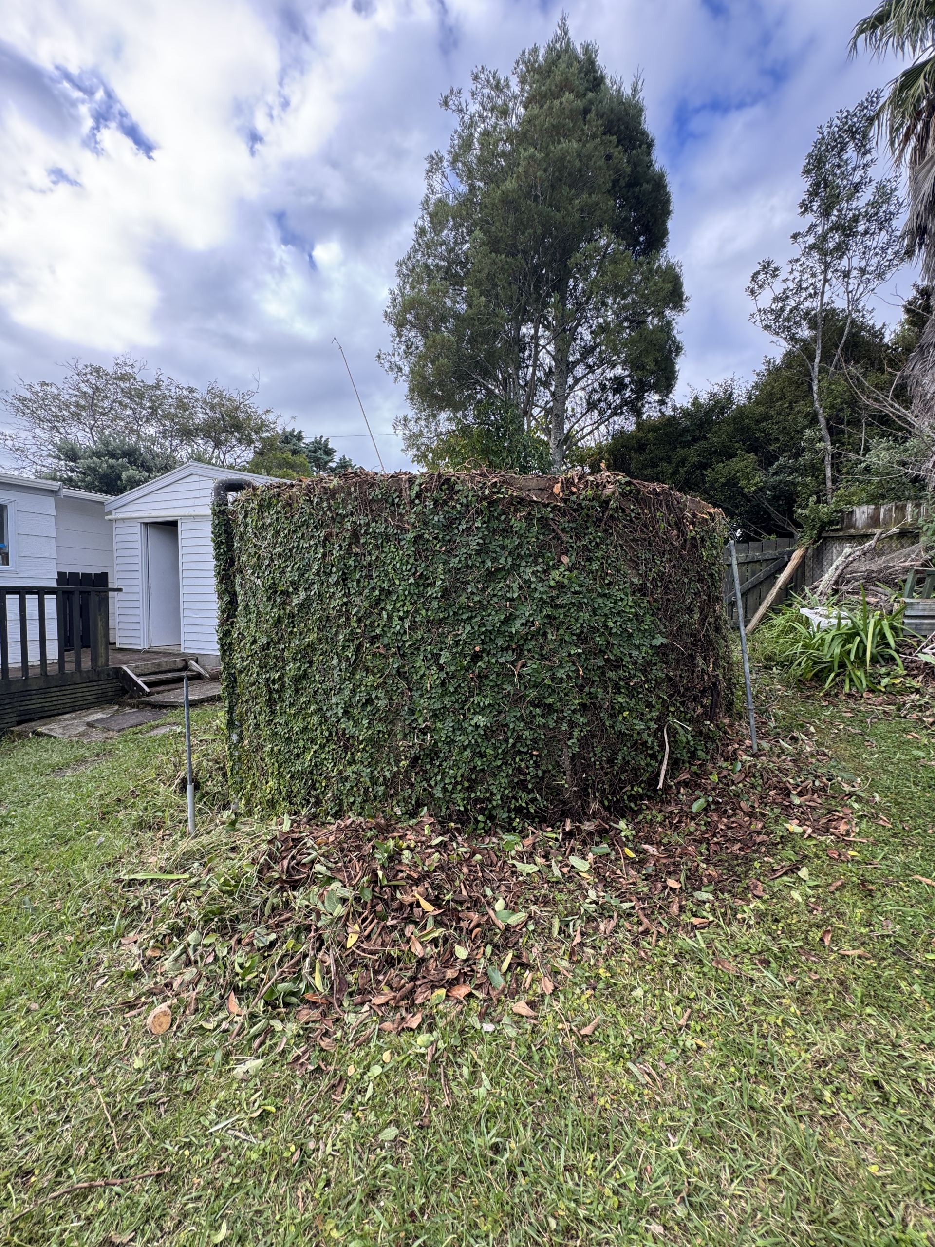 Garden after professional maintenance on Waiheke Island