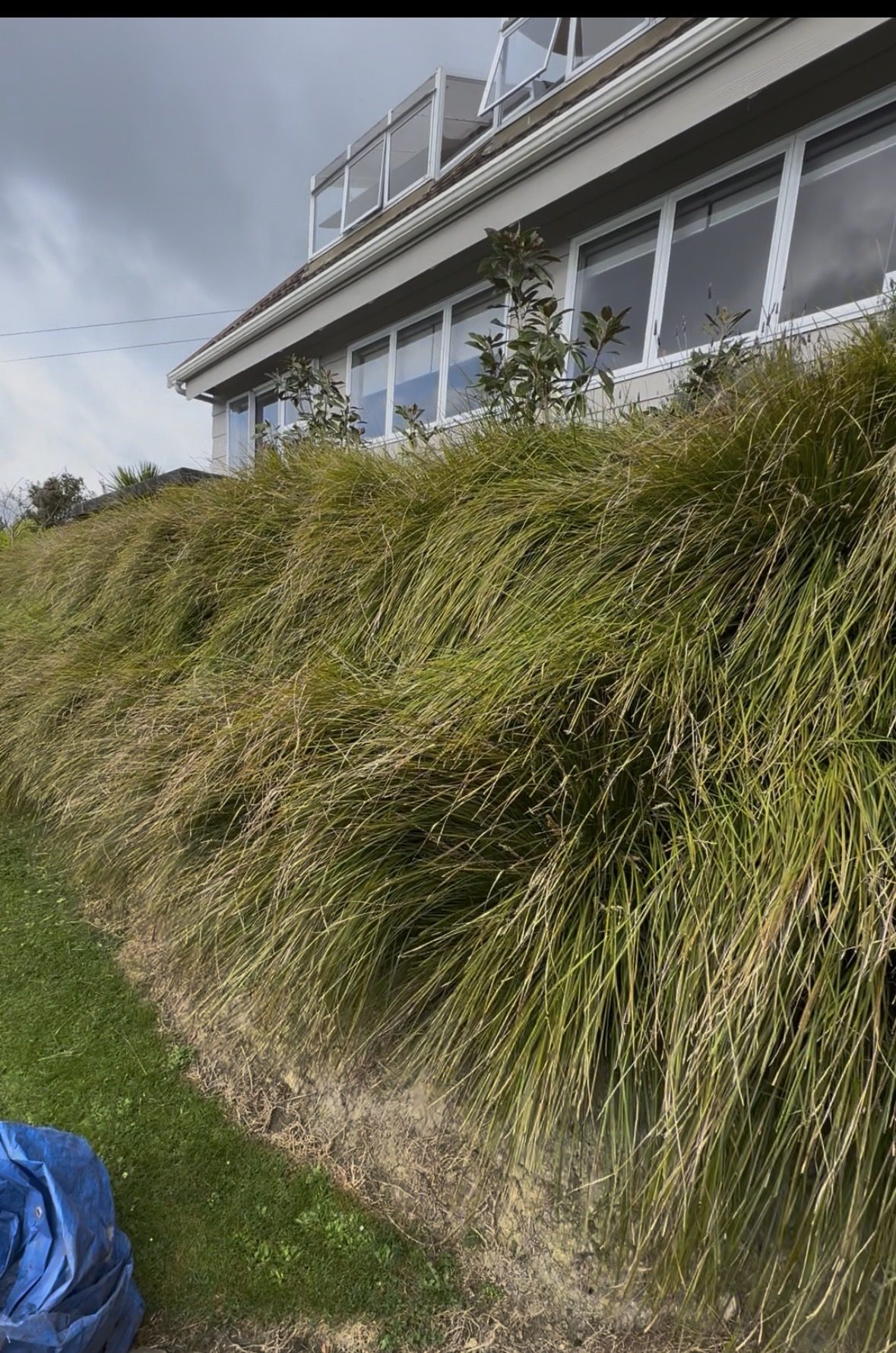 Overgrown garden before makeover on Waiheke Island
