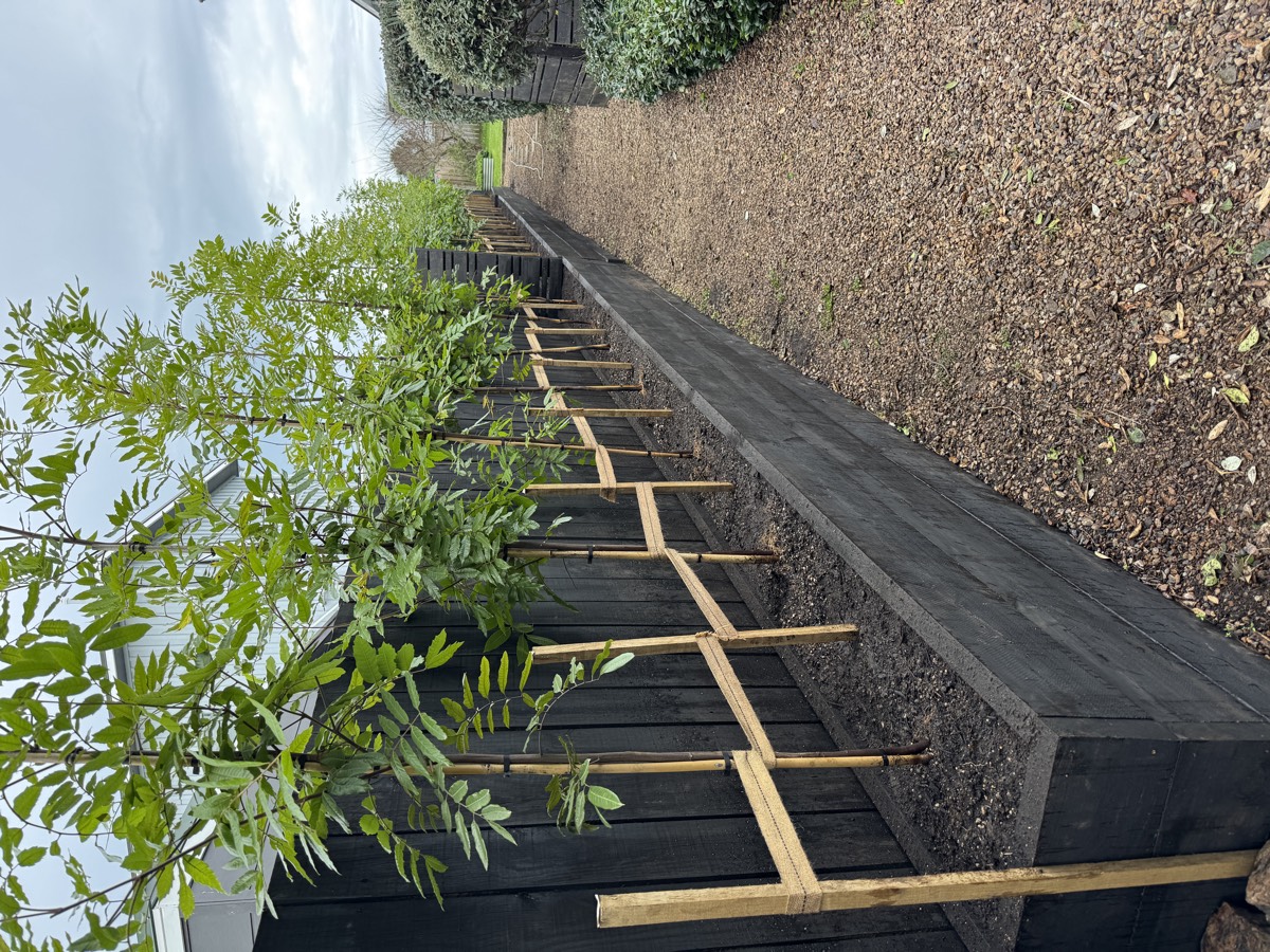 Side passage garden after — trellis with new plantings on Waiheke