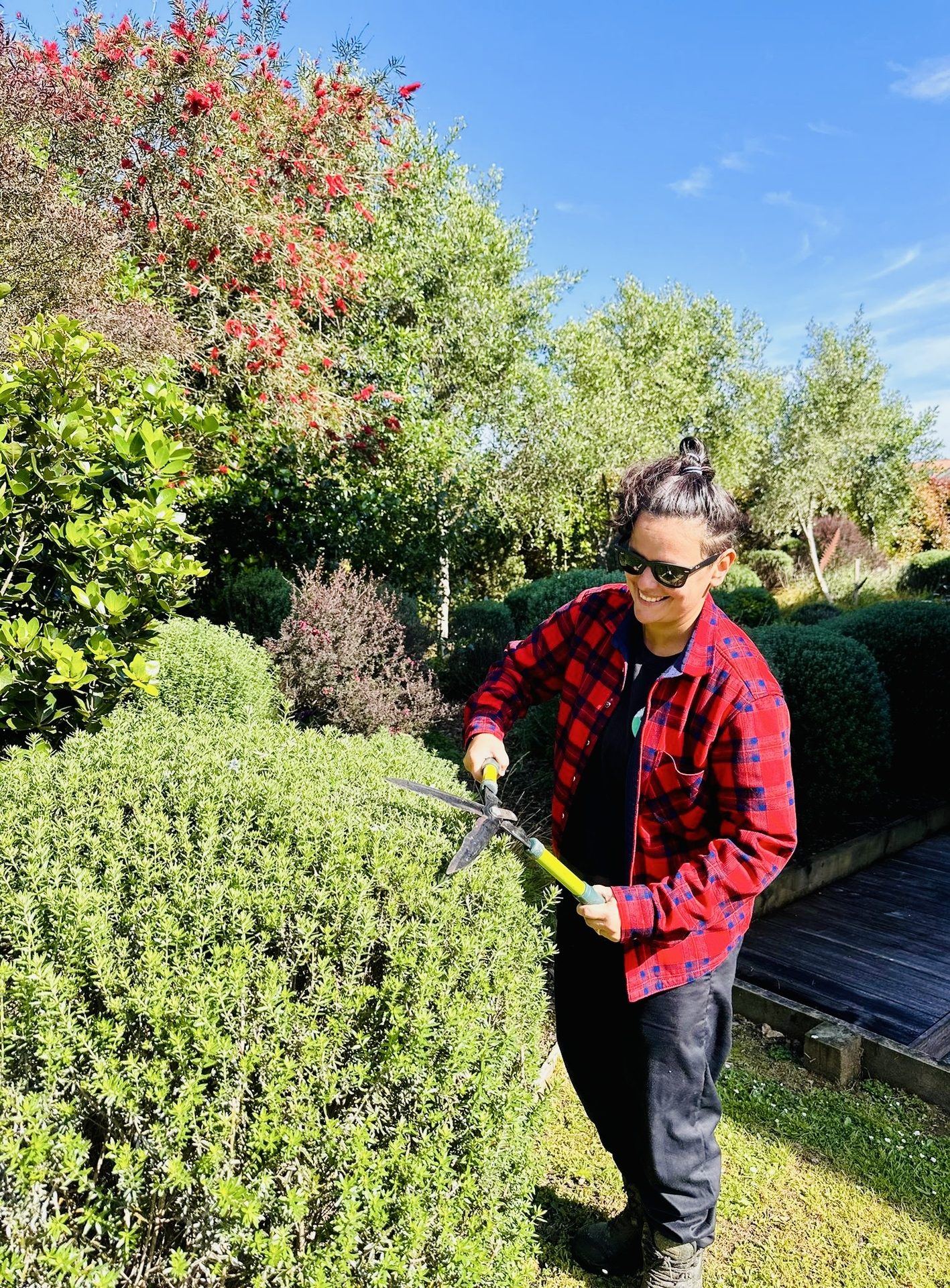 Topiary and ornamental hedge shaping on Waiheke